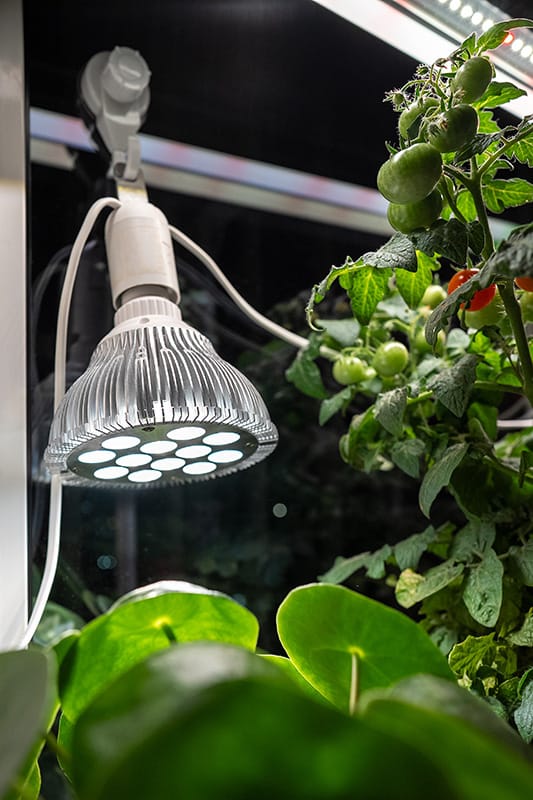 Luces Led sobre plantas de tomates