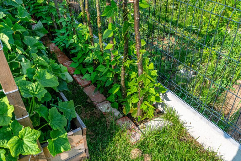 Plantas de frijoles en huerto casero sostenible